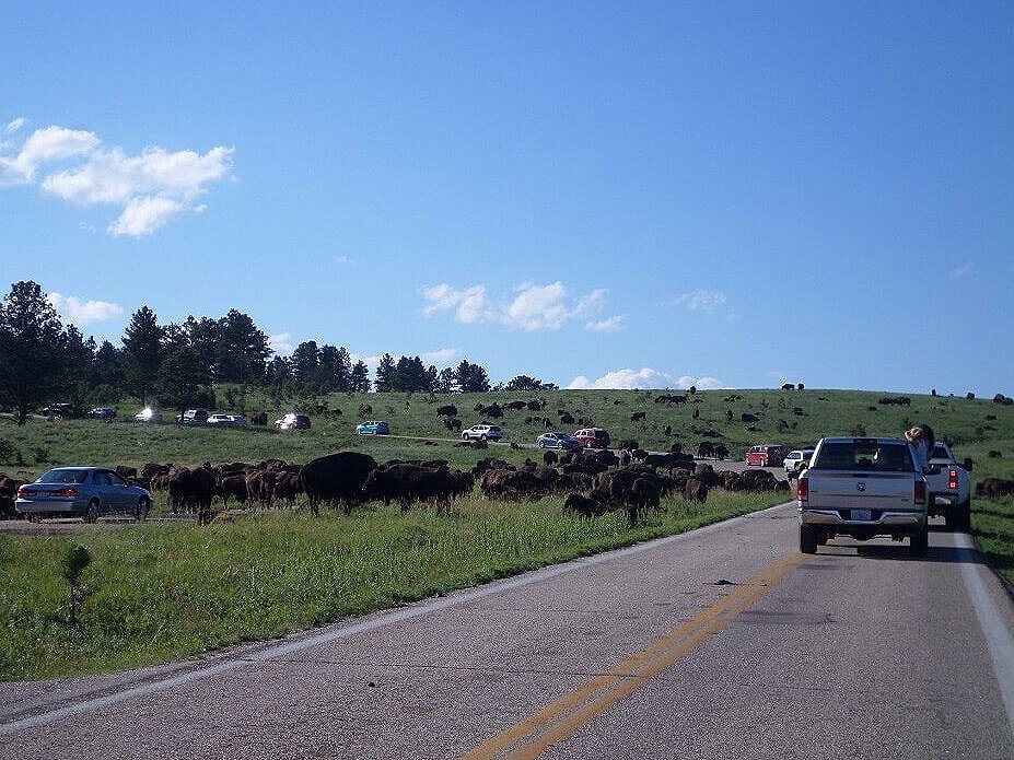 South Dakota bison buffalo jam blocking road