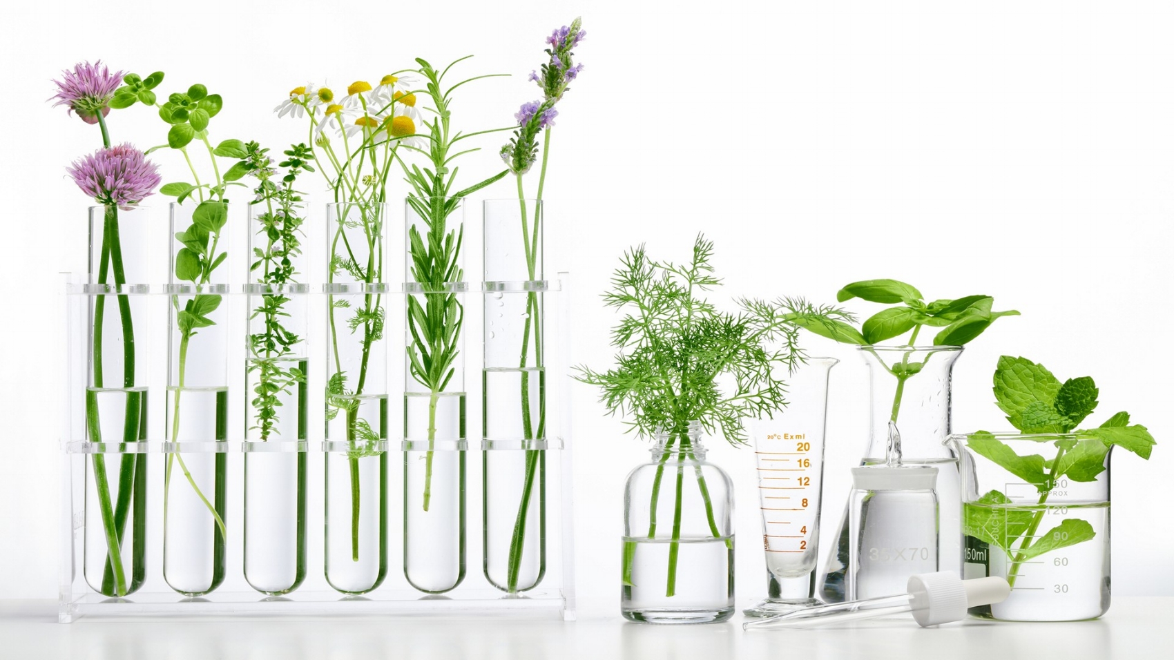 Herbs in glass vases.jpg