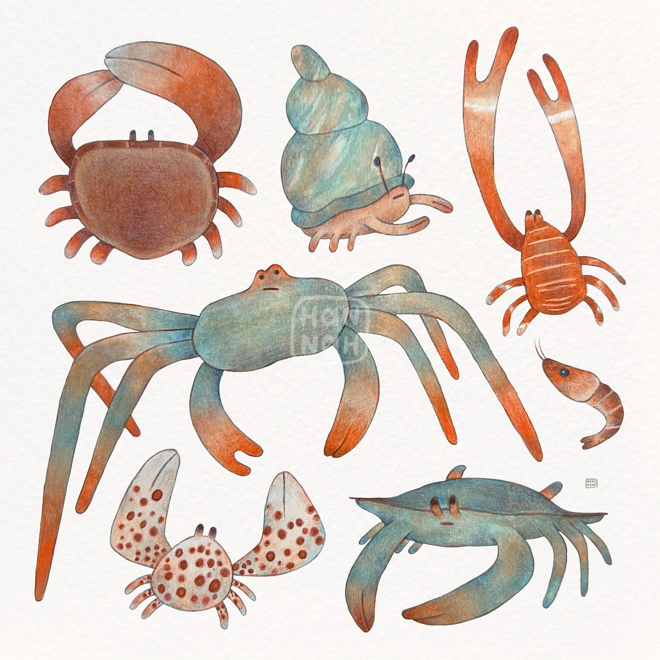 crab collection (m.2023) 