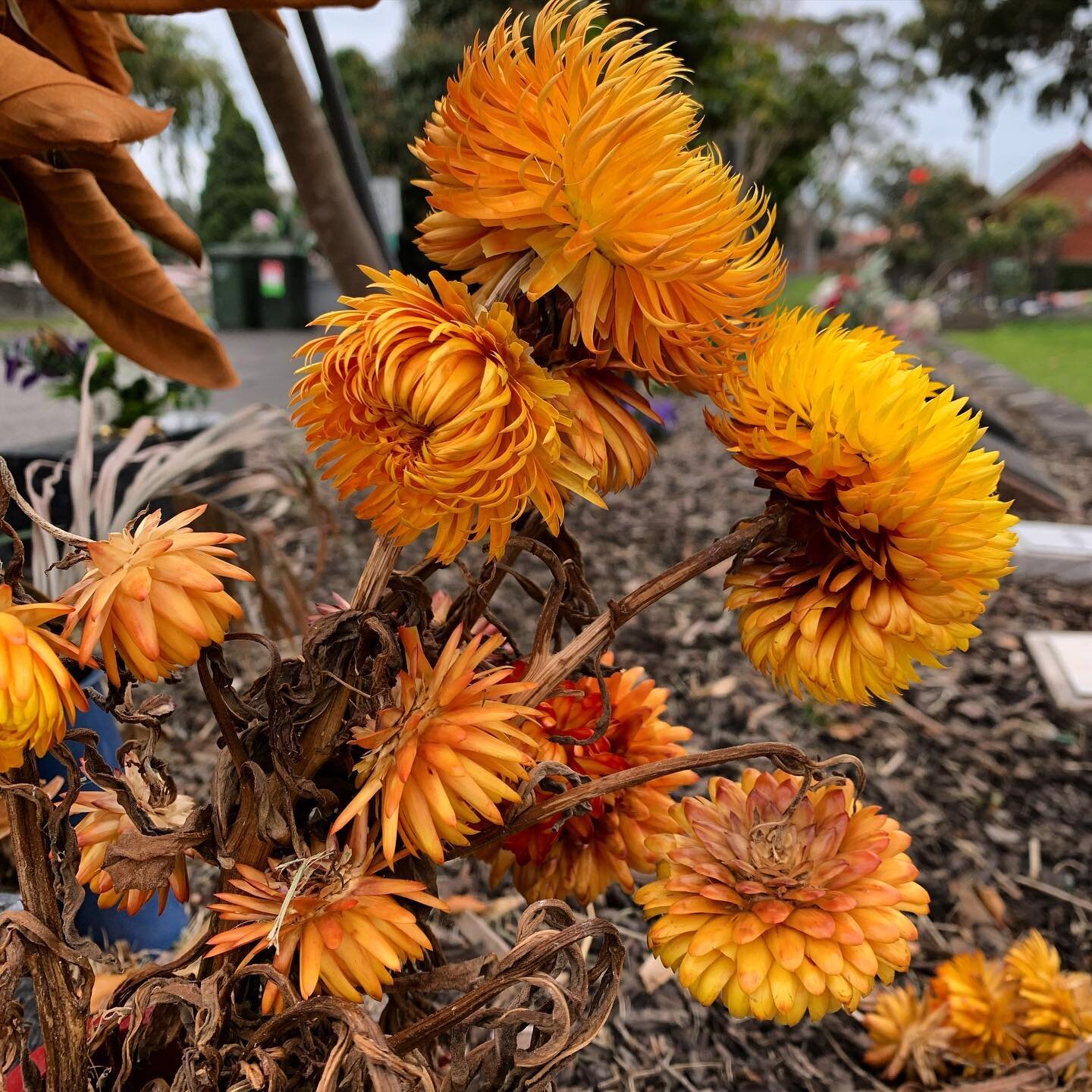 #chrysanthemum #mayburyinkwalking #cemetary #orange #vibrantblooms #mayburyink