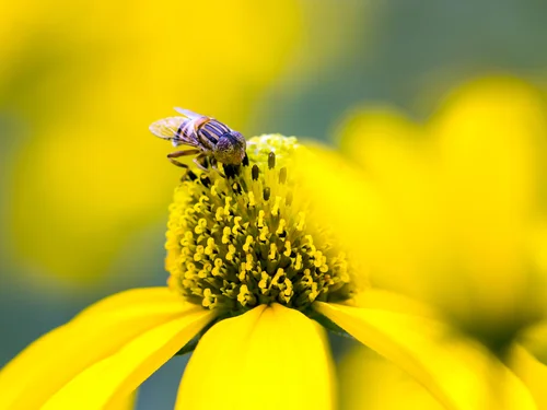 HONEY - 3 DIFFERENT TYPES WITH DIFFERENT BENEFITS