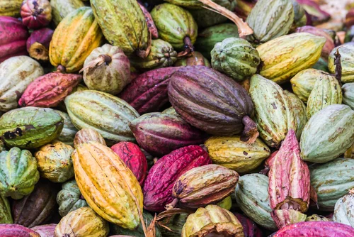 FOOD FOCUS: CACAO
