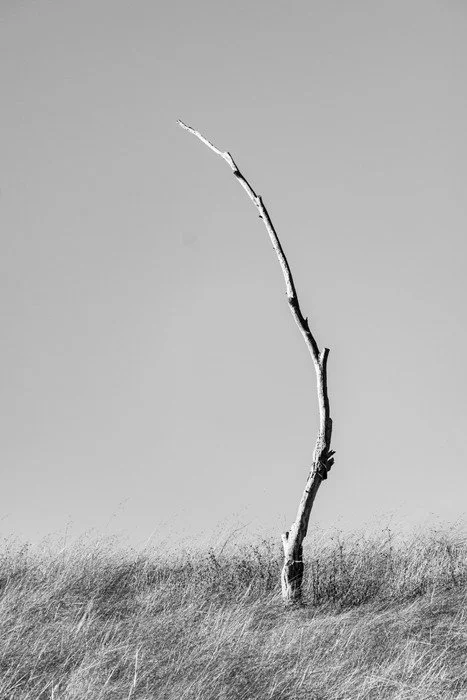 Sohum Shah - Still Standing