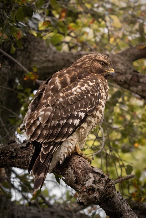 Piper Sloan - Bird of Prey 