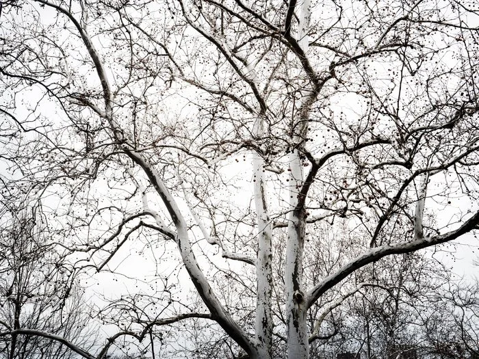 Jill Goodman - Moving Among Gray and White
