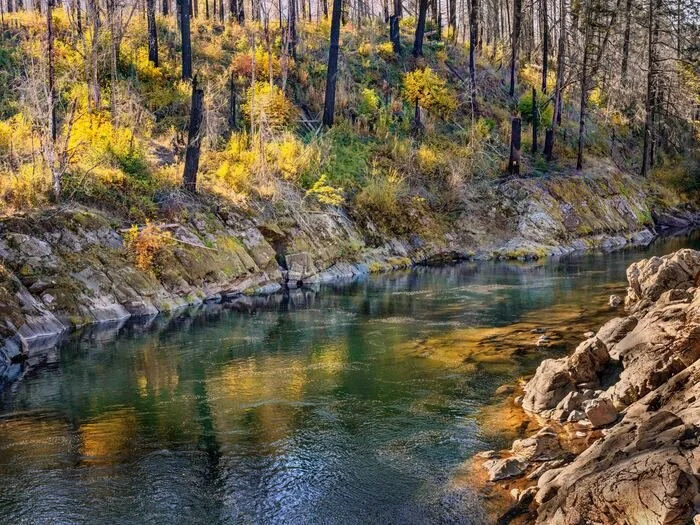 Jill Goodman - Aftermath of a Burned Forest Stream