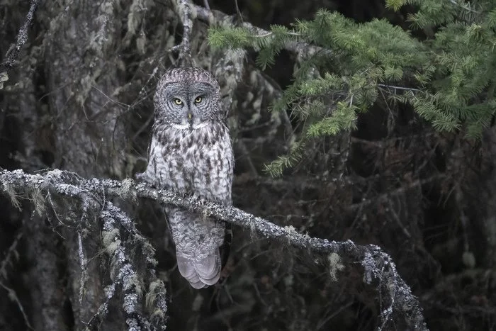 Judy Kramer - Great Gray Owl