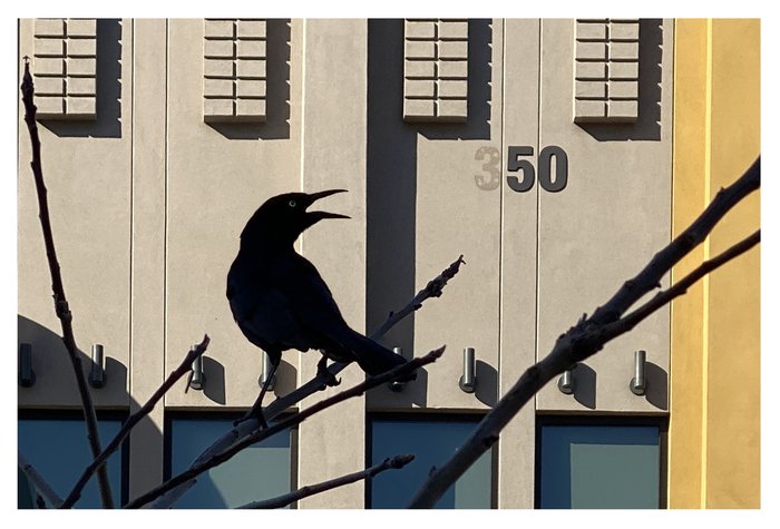 Jessica Levant - Blackbird350