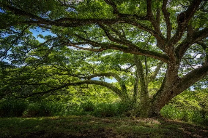 Elizabeth Bedard - Hawaiian Tree