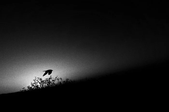 Igor Krivokon - Downstroke