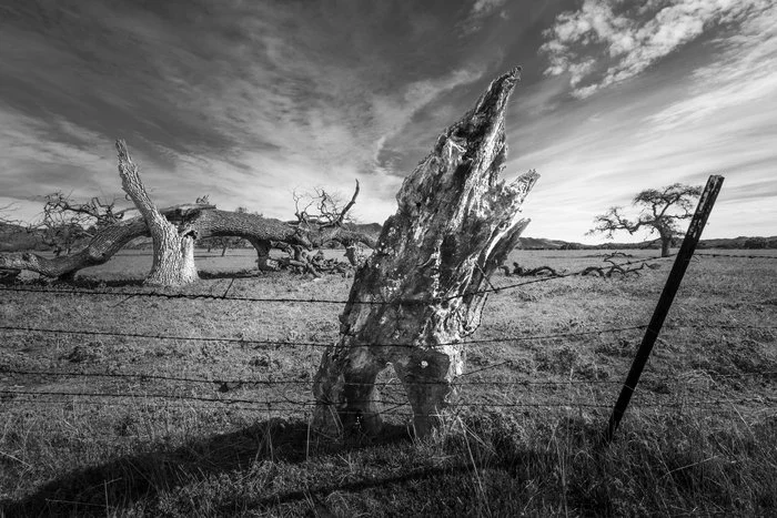 Fred Aron - Weathered Stump
