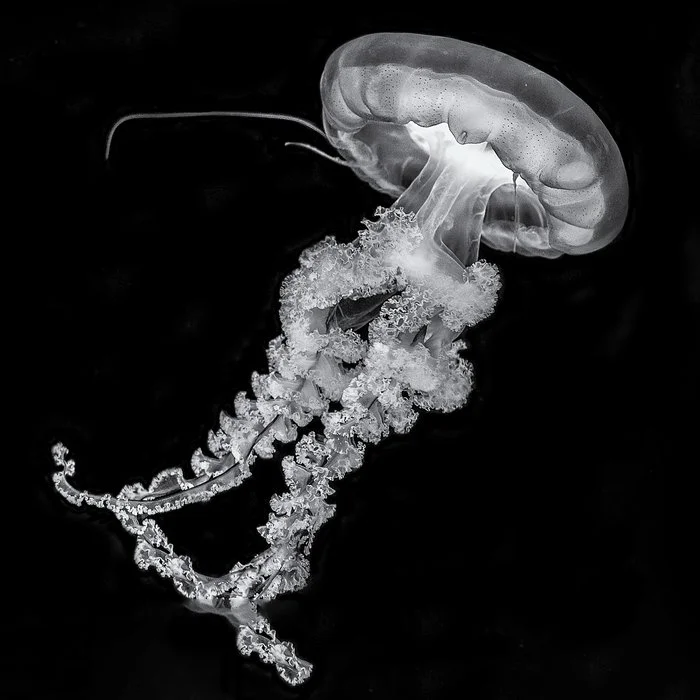 Mark Coggins - Osaka Jellyfish