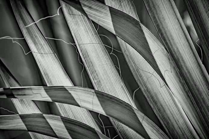 Dean Taylor - Leaves Light and Shadows