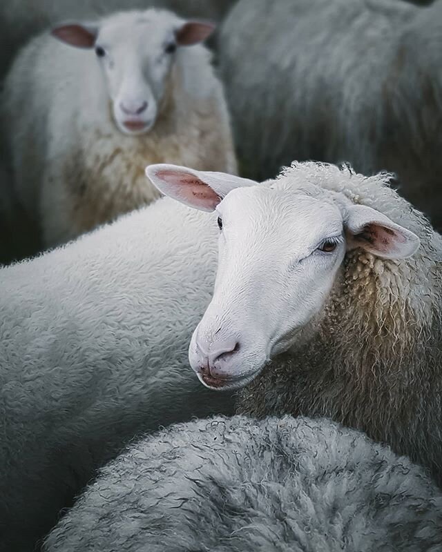 And just like that....we are finished our season.......the last week has been cold and rainy in Robertson. Winter has certainly dug her toes in. The farm looks beautiful, shrouded in mist with rain dripping form the lichen on the towering eucalyptus.