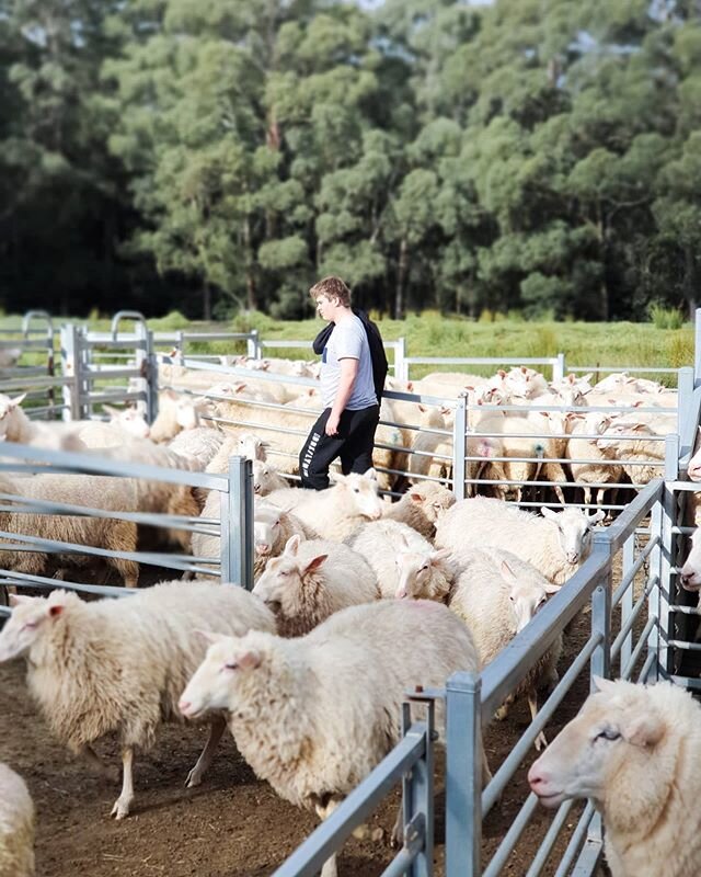 &quot;Just a reminder &quot;.....said my man as I was halfway through my first morning cup of tea.......&quot;the shearer's coming today to crutch the ewe's.......&quot;
🐑
And so my plans for a quiet public holiday Monday were cast aside......
In tr