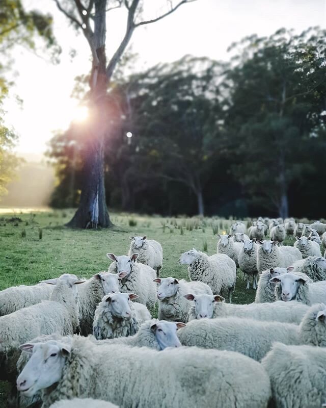 We are close now.......get ready for #lambspam !
🐑
Twice a day we check the ewe's. A brisk walk to the paddock in this weather is beautiful. It's cold, but the last few days have been bright and clear. 🐑
Hands shoved in my pockets (I must buy some 