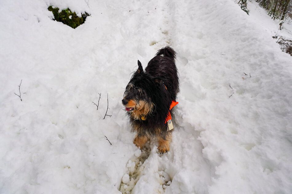 There’s nothing like a dog to make you accountable to getting out and training in the morning - no out no toilet and then things can get messy!