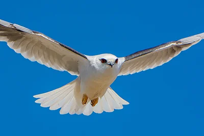 Black-shouldered Kite