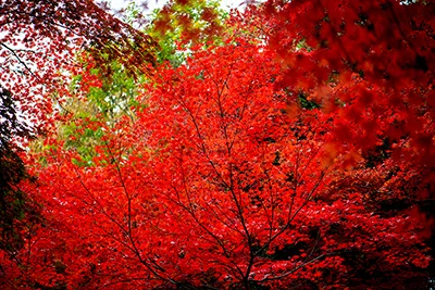 Red Leaves of Niitsu at the Nakano Residence