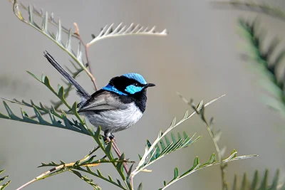 Superb Fairy-wren