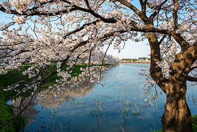 Cherry Tree at Takeda Castle, Niigata