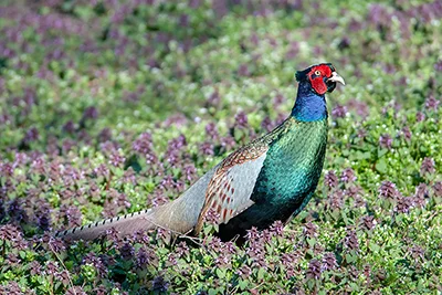 Japanese Green Pheasant
