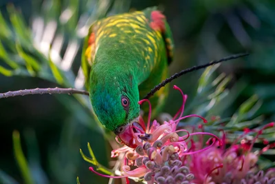 Scaly-breasted Lorikeet