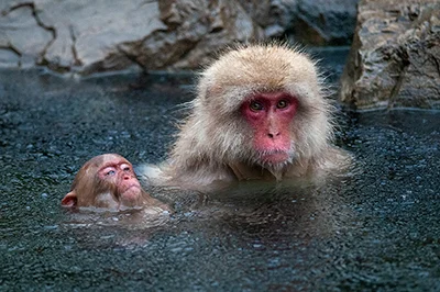 Japanese Macaques