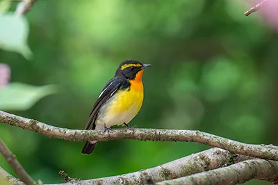 Narcissus Flycatcher