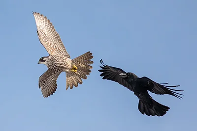 Peregrine Falcon vs Japanese Crow