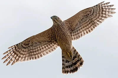 Northern Goshawk in Flight