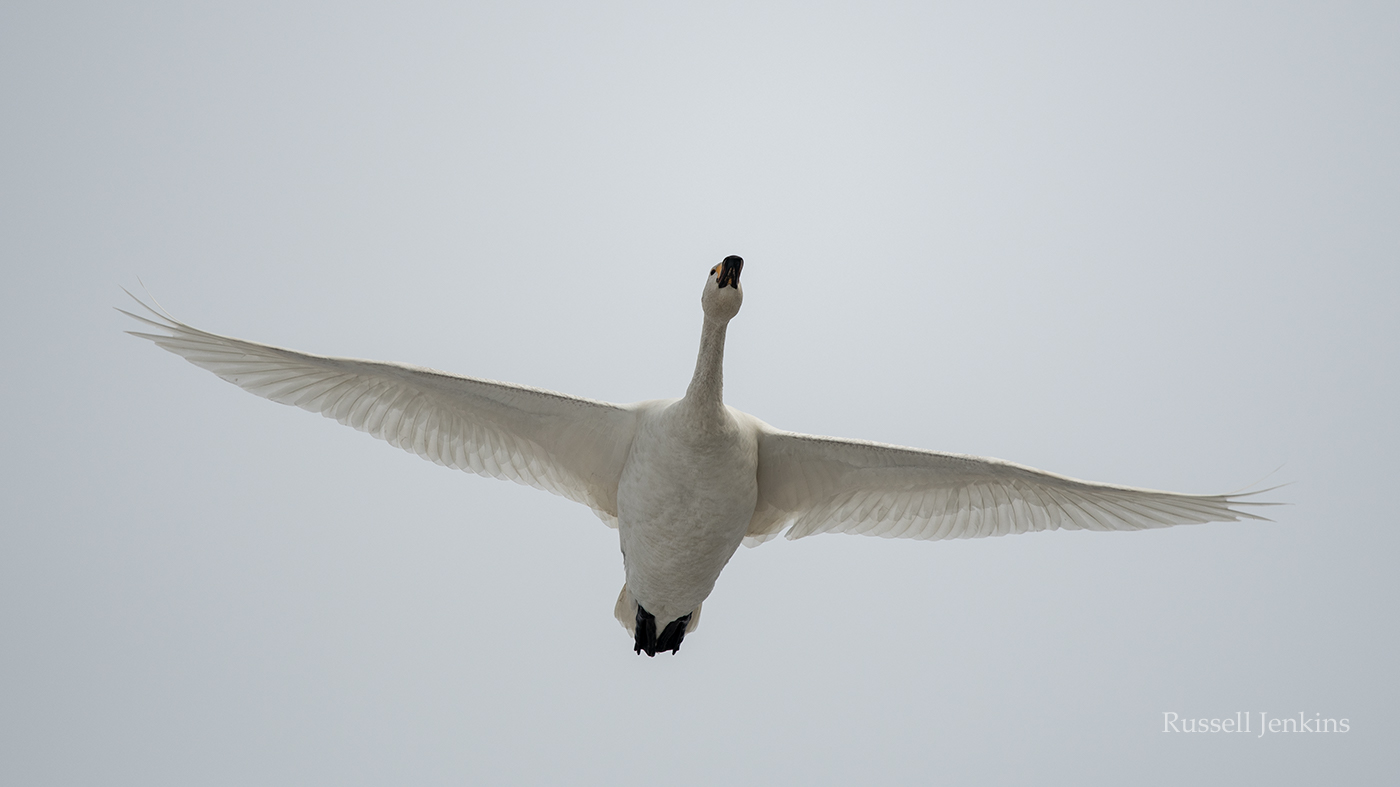 2018_RJE2731 copy.jpg