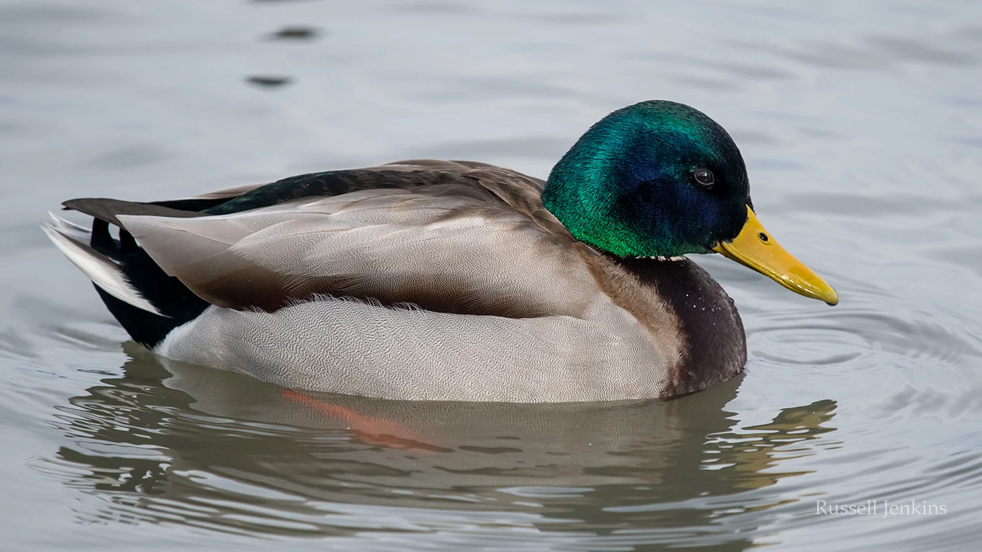 mallard 2_RJE3066 copy.jpg