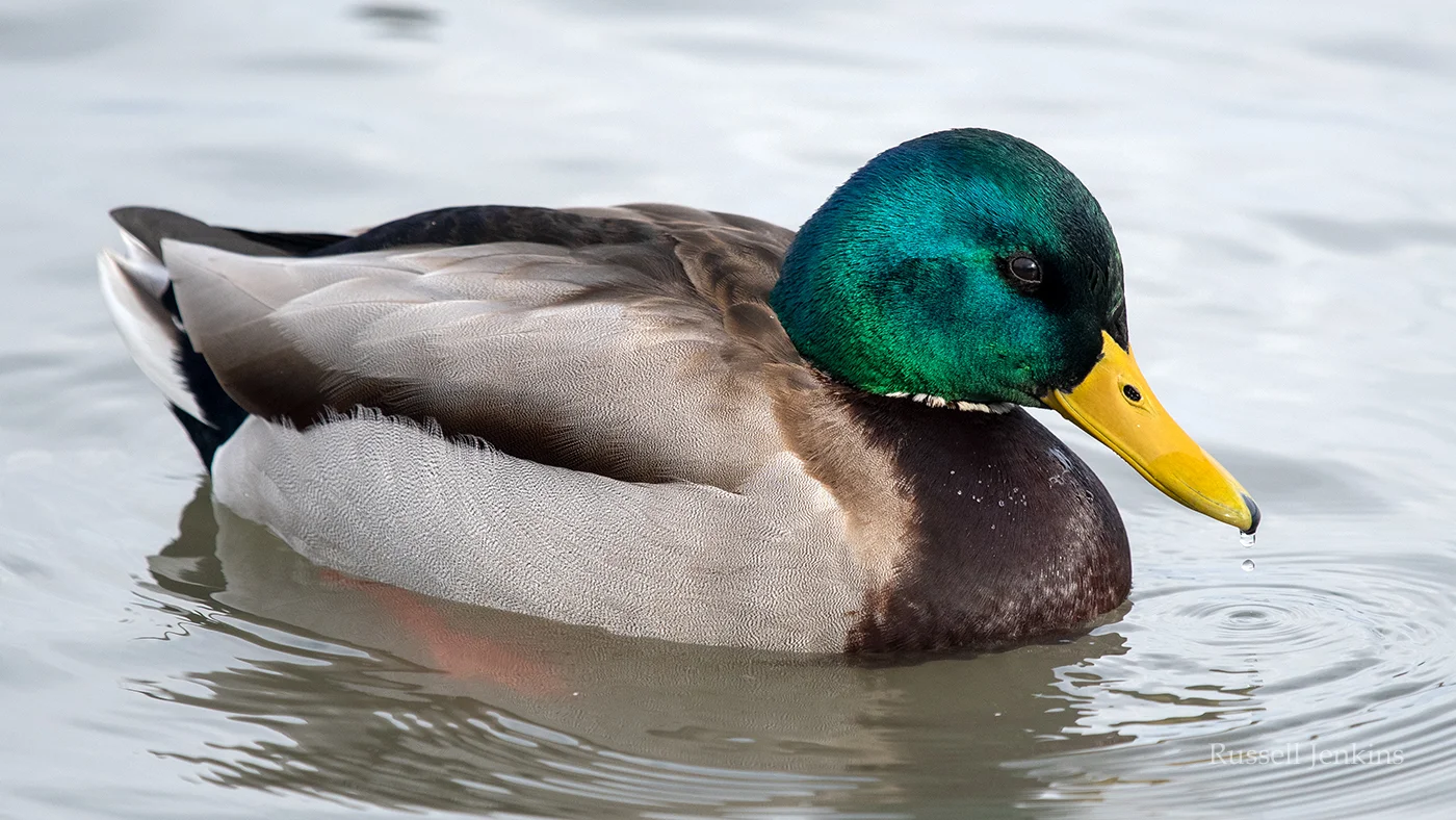 mallard_RJE3064 copy.jpg