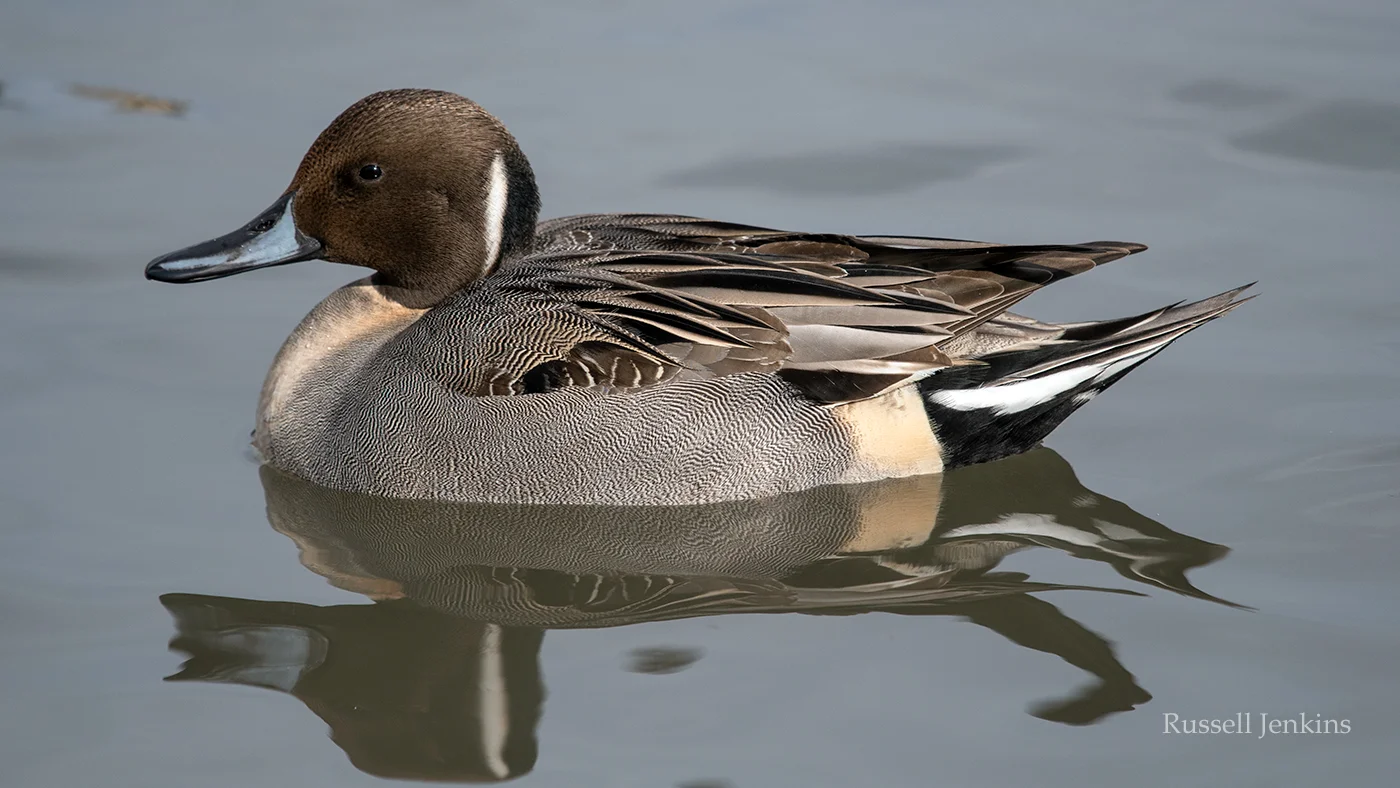 pintail_RJE3048 copy.jpg
