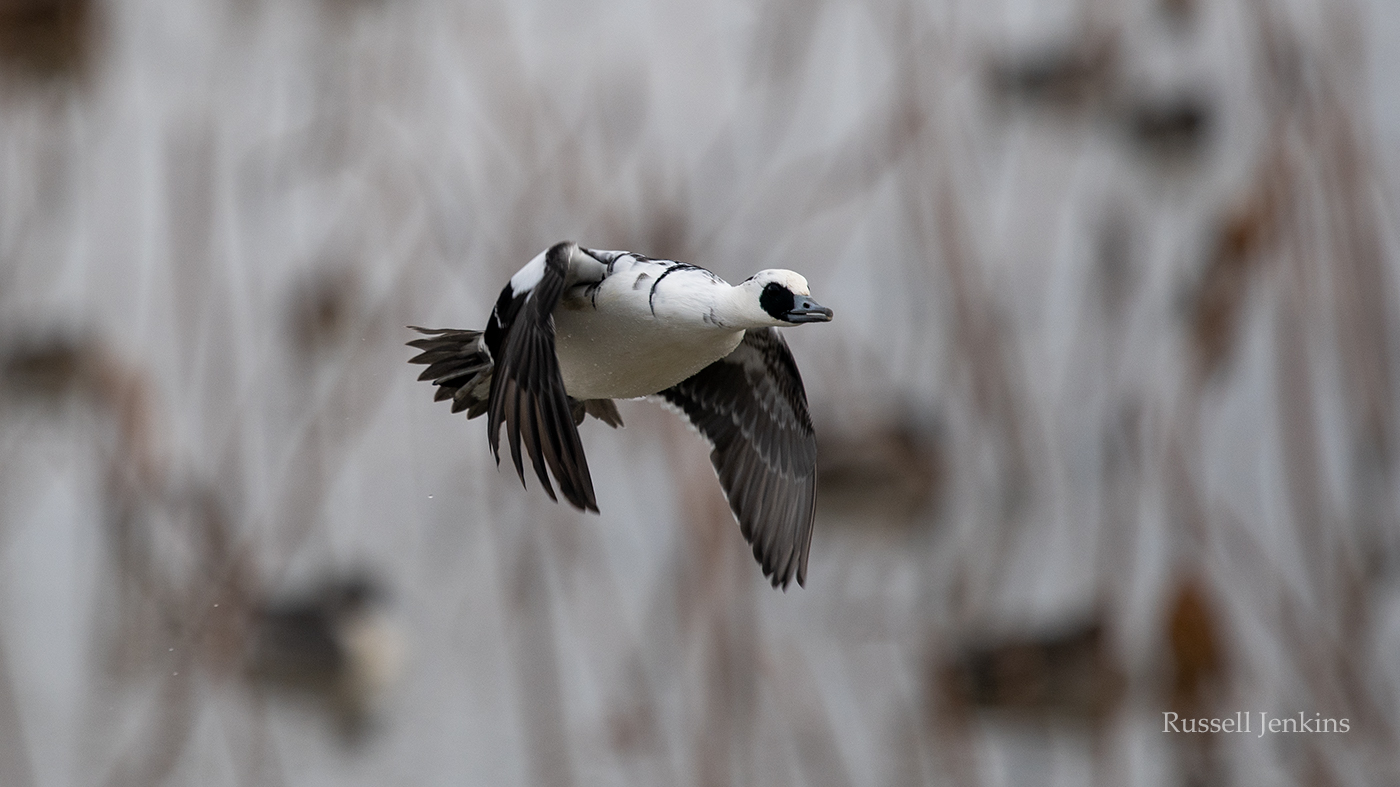 smew 2018_RJE2545 copy.jpg