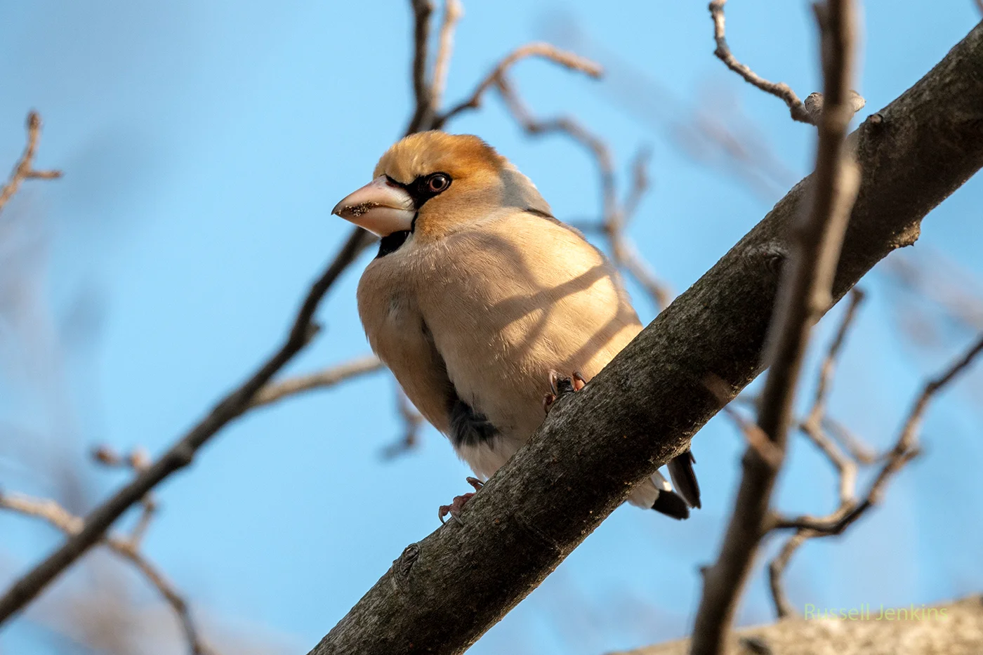 _RMJ7109-2 copy.jpg