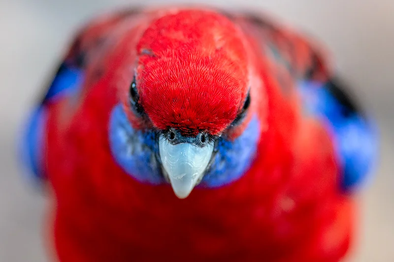 Crimson Rosella