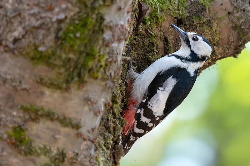 Great Spotted Woodpecker
