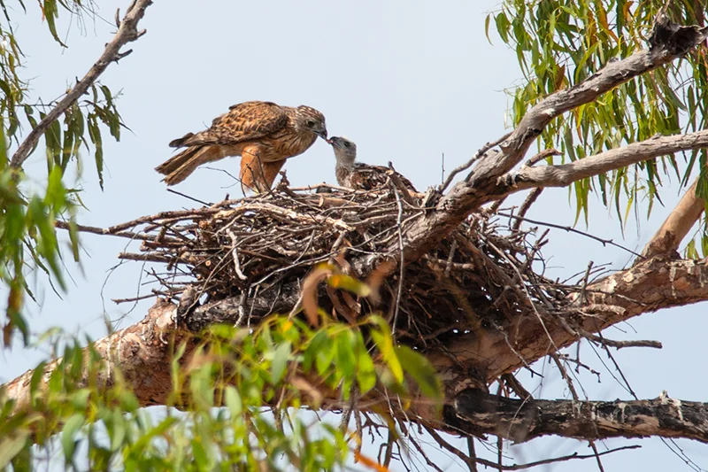 Red-Goshawk
