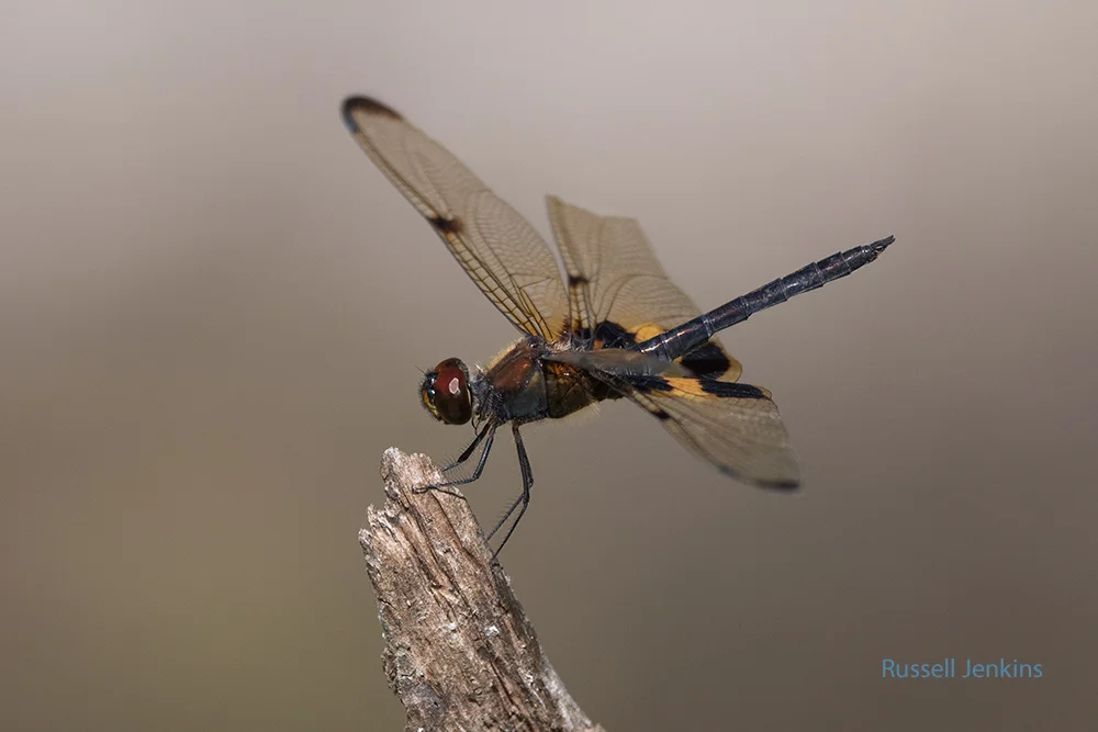 Yellow-striped Flutterer_RJE0186-copy.jpg