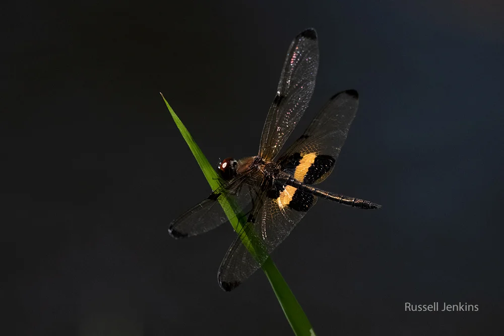 Yellow-striped Flutterer_RJE9712-copy.jpg