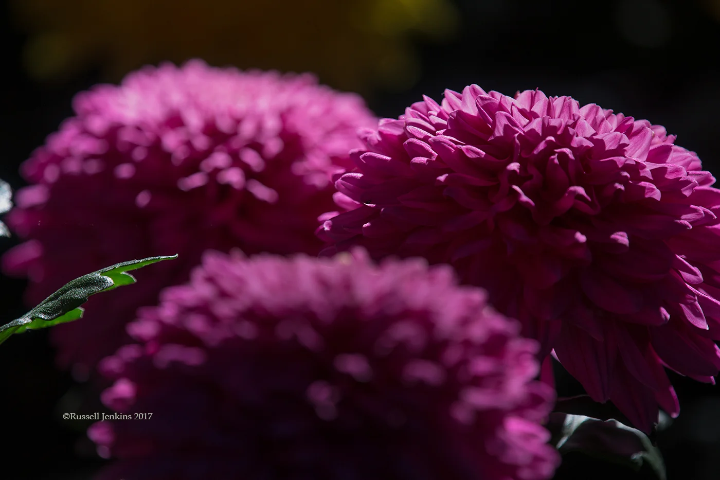Chrysanthemums at Yahiko Shrine