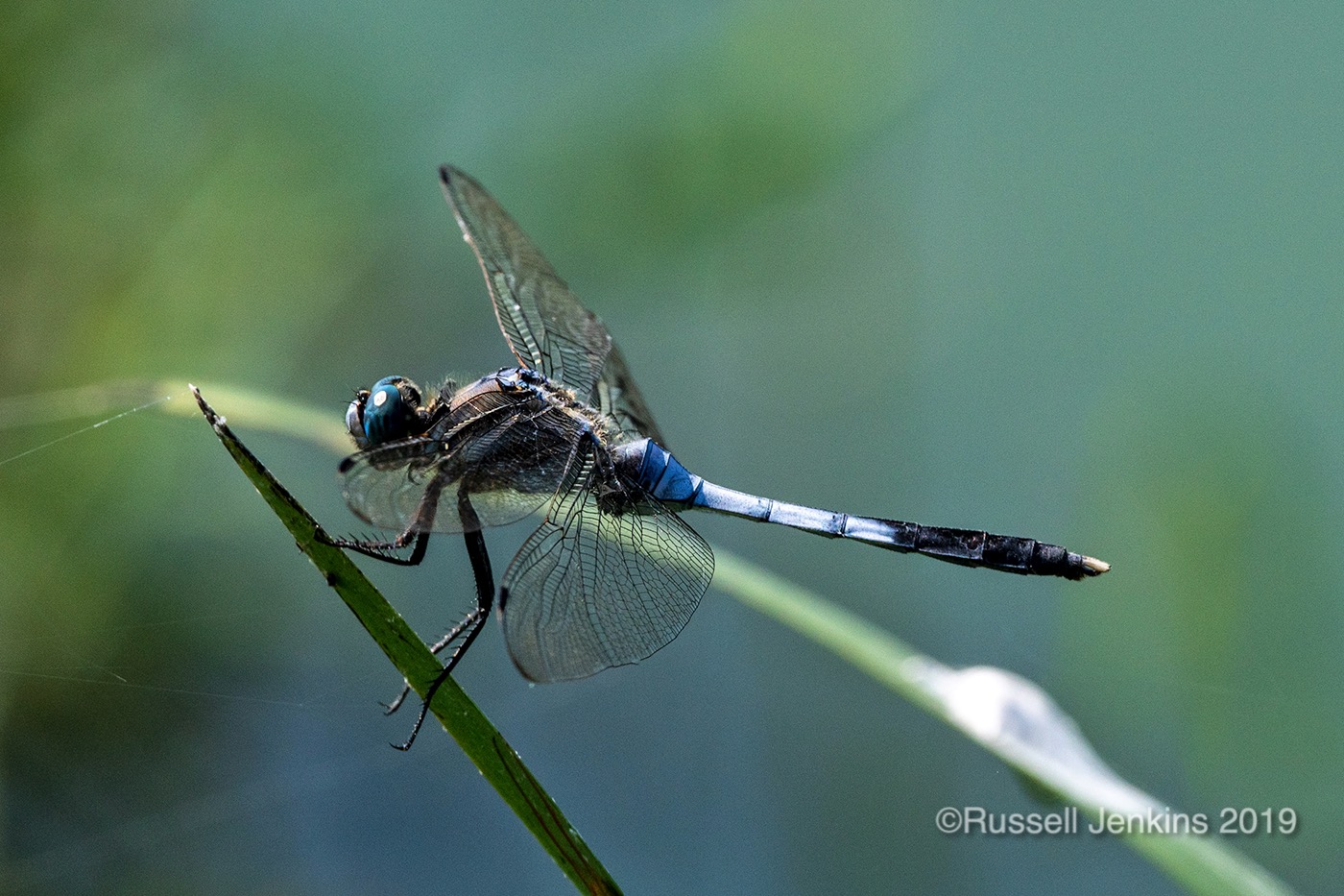 White-tailed Skimmer