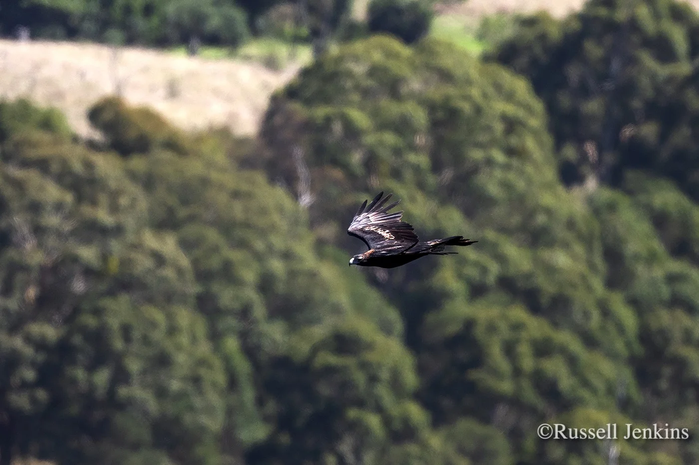 Wedge-tailed Eagle