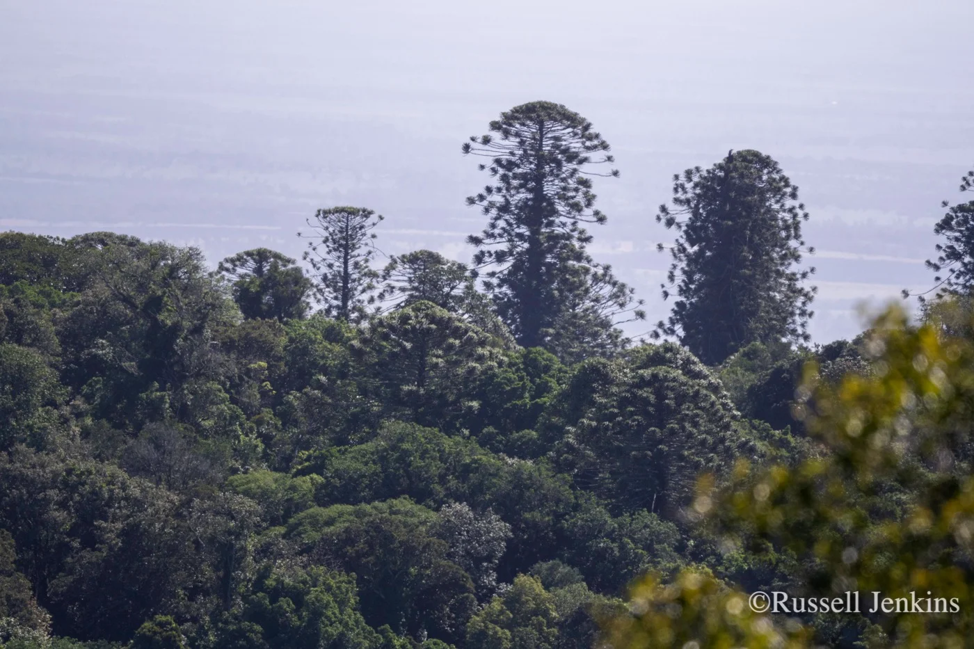 Bunya Mountains