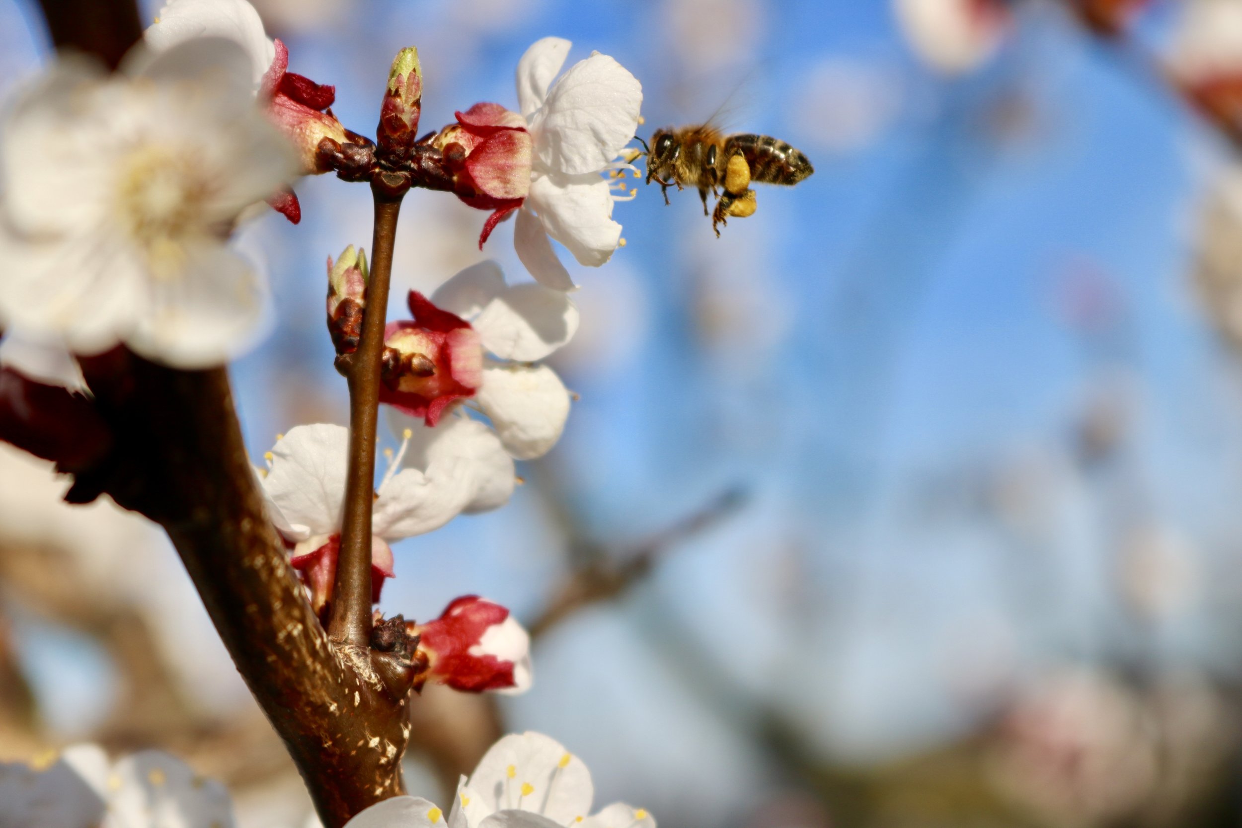 Die Marillenblüte beginnt...