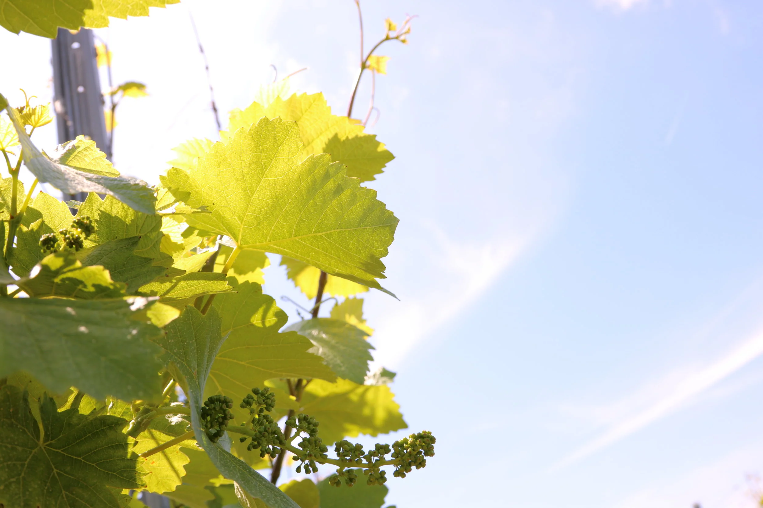 Der Wein beginnt zu blühen...