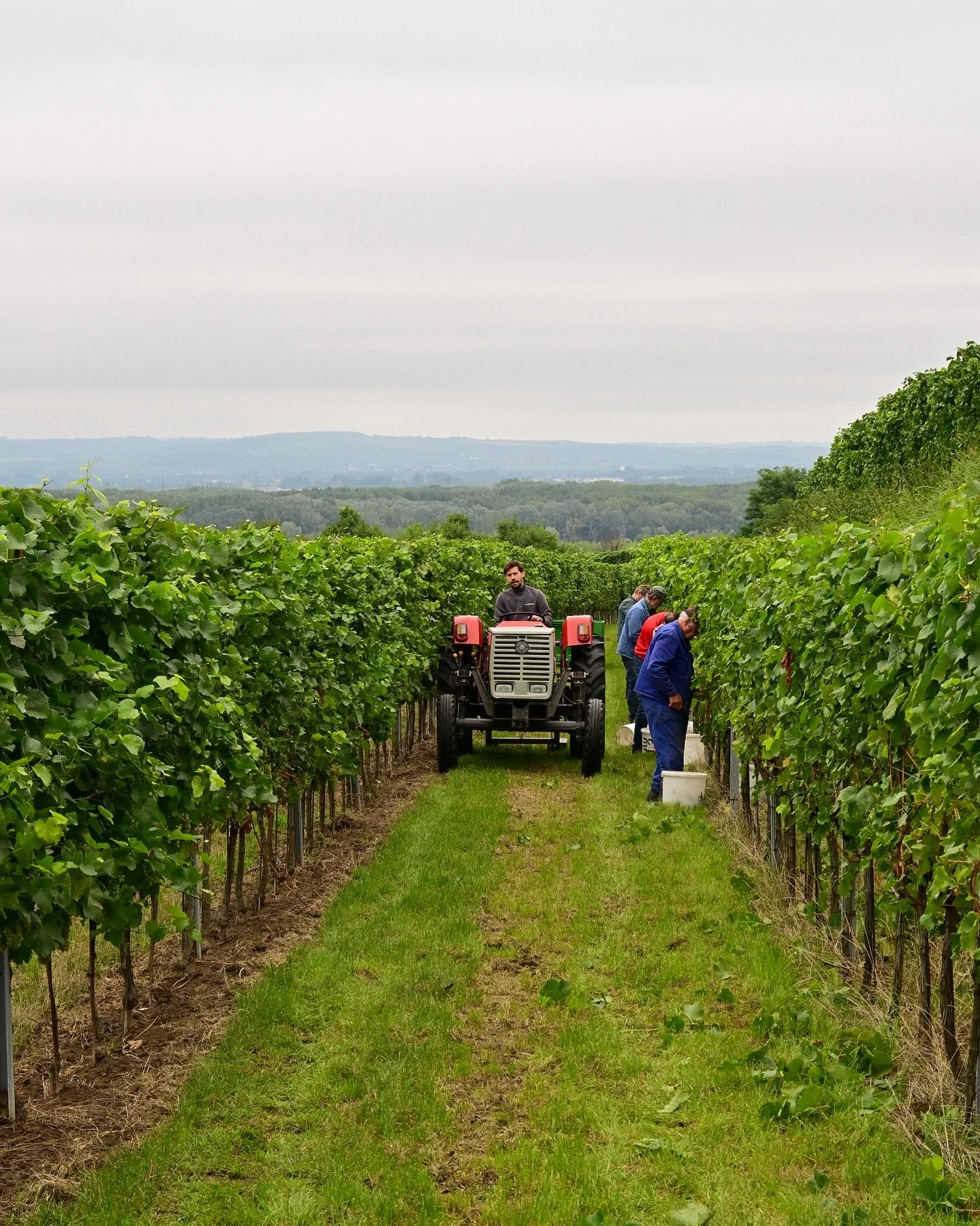 Ready, Set, Go! ✂️ Dieses Wochenende starteten wir in die Weinlese 2025. 🍇
Den Anfang machten die Weißburgunder-Trauben, die wir für unseren Sektgrundwein ernteten.🍾 Frisch, elegant und mit feiner Säure bilden sie die perfekte Basi