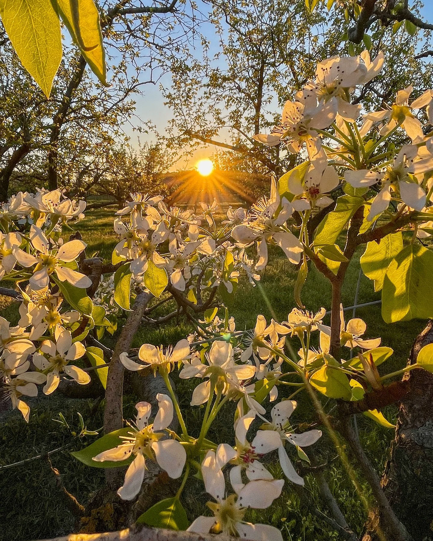 Frühlingserwachen in unseren Weingärten, Obstgärten – und bei uns am Weingut! 🌸
Dieses Wochenende öffnen wir beim Weinfrühling unseren Hof & Keller und laden euch herzlich ein, unser vielfältiges Weinsortimen
